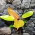 Kép 2/6 - Philodendron 'Prince of Orange'