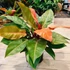 Kép 1/6 - Philodendron 'Prince of Orange'