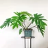 Kép 1/11 - Philodendron mayoi