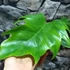 Kép 3/11 - Philodendron mayoi