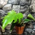 Kép 4/11 - Philodendron mayoi