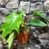 Kép 2/11 - Philodendron mayoi