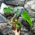 Kép 5/11 - Philodendron mayoi