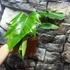 Kép 6/11 - Philodendron mayoi
