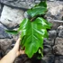 Kép 7/11 - Philodendron mayoi