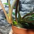Kép 8/11 - Philodendron mayoi