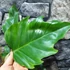 Kép 9/11 - Philodendron mayoi
