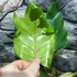 Kép 10/11 - Philodendron mayoi