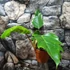 Kép 11/11 - Philodendron mayoi