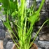 Kép 3/5 - Philodendron Lickety split
