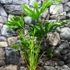 Kép 4/5 - Philodendron Lickety split