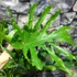 Kép 5/5 - Philodendron Lickety split