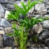 Kép 2/5 - Philodendron Lickety split