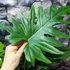 Kép 2/8 - Philodendron Lacerum
