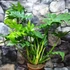 Kép 3/8 - Philodendron Lacerum