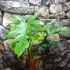 Kép 8/8 - Philodendron Lacerum