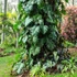 Kép 1/8 - Philodendron Lacerum