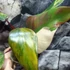 Kép 2/12 - Philodendron 'Strawberry Shake'