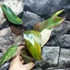 Kép 4/12 - Philodendron 'Strawberry Shake'