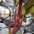Kép 6/12 - Philodendron 'Strawberry Shake'