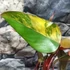 Kép 7/12 - Philodendron 'Strawberry Shake'
