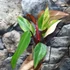 Kép 8/12 - Philodendron 'Strawberry Shake'