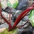 Kép 9/12 - Philodendron 'Strawberry Shake'
