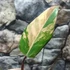 Kép 11/12 - Philodendron 'Strawberry Shake'
