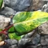 Kép 12/12 - Philodendron 'Strawberry Shake'