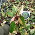 Kép 1/12 - Philodendron 'Strawberry Shake'