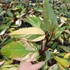 Kép 3/12 - Philodendron 'Strawberry Shake'