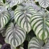 Kép 1/6 - Philodendron plowmanii 'Watermelon'