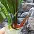 Kép 4/6 - Philodendron plowmanii 'Watermelon'