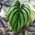 Kép 2/6 - Philodendron plowmanii 'Watermelon'