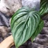 Kép 5/6 - Philodendron plowmanii 'Watermelon'