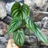 Kép 6/6 - Philodendron plowmanii 'Watermelon'