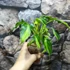 Kép 4/6 - Philodendron xanadu dwarf 'Variegata'