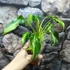 Kép 5/6 - Philodendron xanadu dwarf 'Variegata'