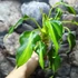Kép 3/6 - Philodendron xanadu dwarf 'Variegata'