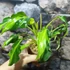 Kép 6/6 - Philodendron xanadu dwarf 'Variegata'