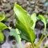 Kép 2/6 - Philodendron xanadu dwarf 'Variegata'