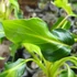 Kép 1/6 - Philodendron xanadu dwarf 'Variegata'