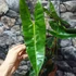 Kép 4/12 - Philodendron billietiae nagy méretben