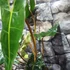 Kép 12/12 - Philodendron billietiae nagy méretben