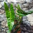 Kép 2/12 - Philodendron billietiae nagy méretben