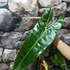 Kép 10/12 - Philodendron billietiae nagy méretben