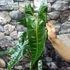 Kép 1/12 - Philodendron billietiae nagy méretben