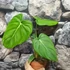 Kép 6/10 - Philodendron pastazanum