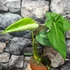 Kép 5/10 - Philodendron pastazanum