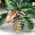 Kép 1/6 - Philodendron choco empress